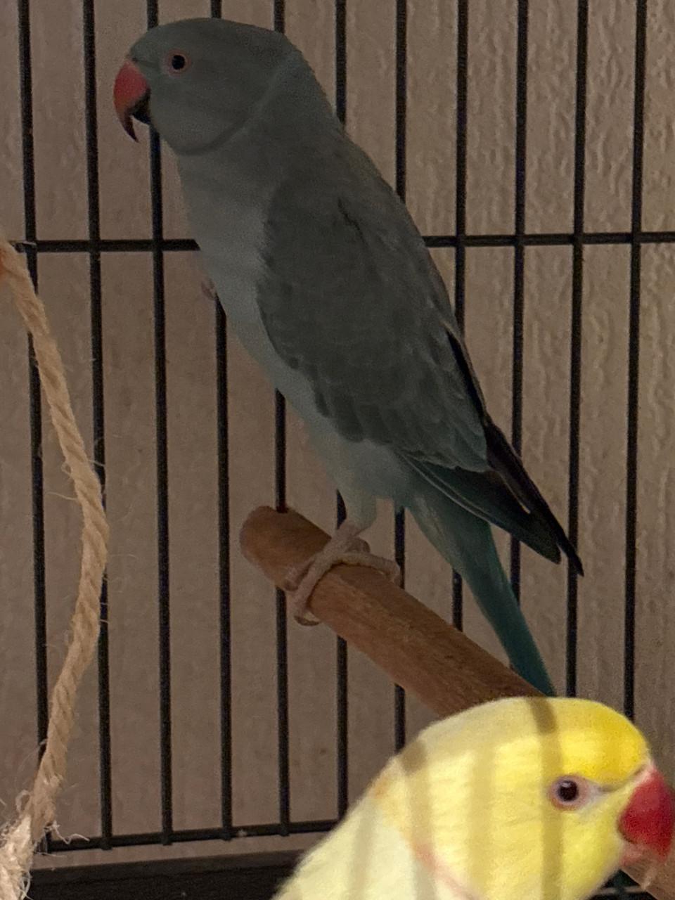 Koppel halsbad parkieten