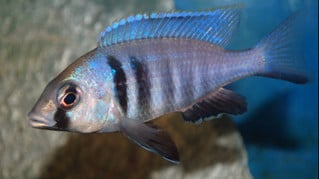 Diverse Malawi cichliden, erg mooi!