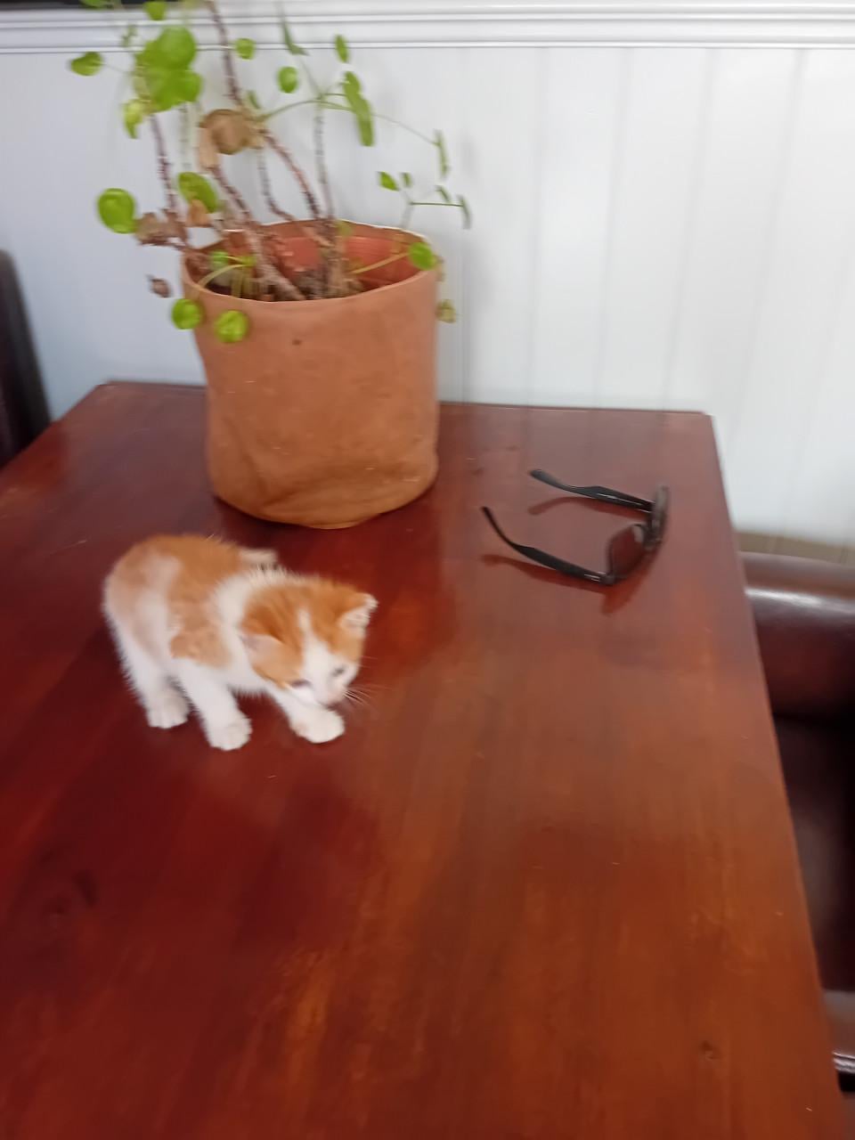 Kitten