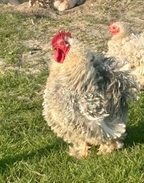 Cochin kriel krul haan