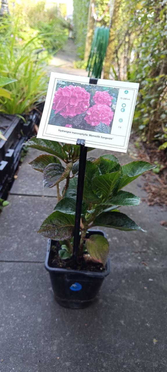 Mooie Hortensia's te diverse kleuren en soorten ! Nu 3 voor €10,-
