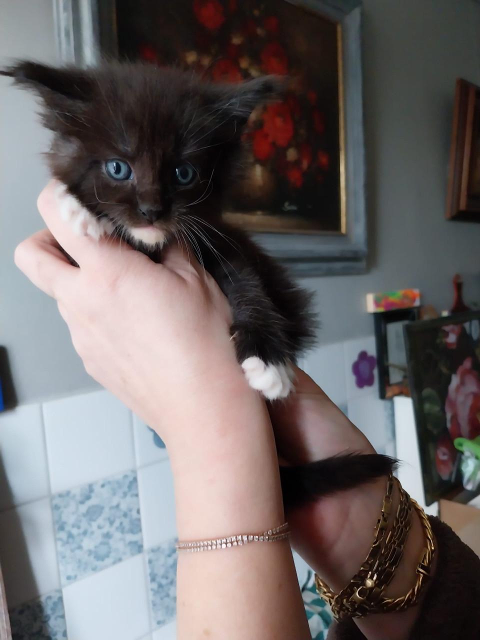 Prachtige Maincoon kittens