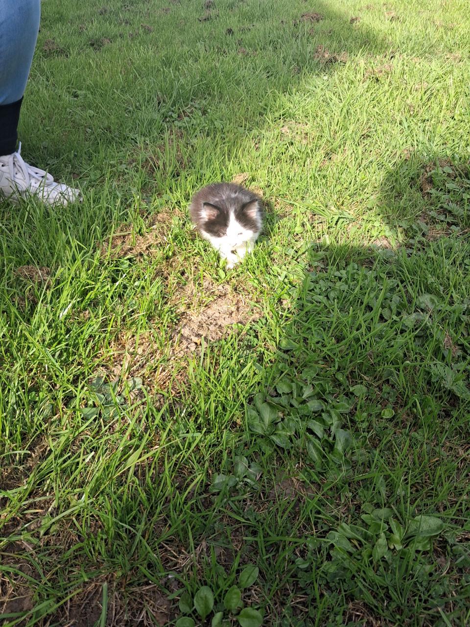 Kittens