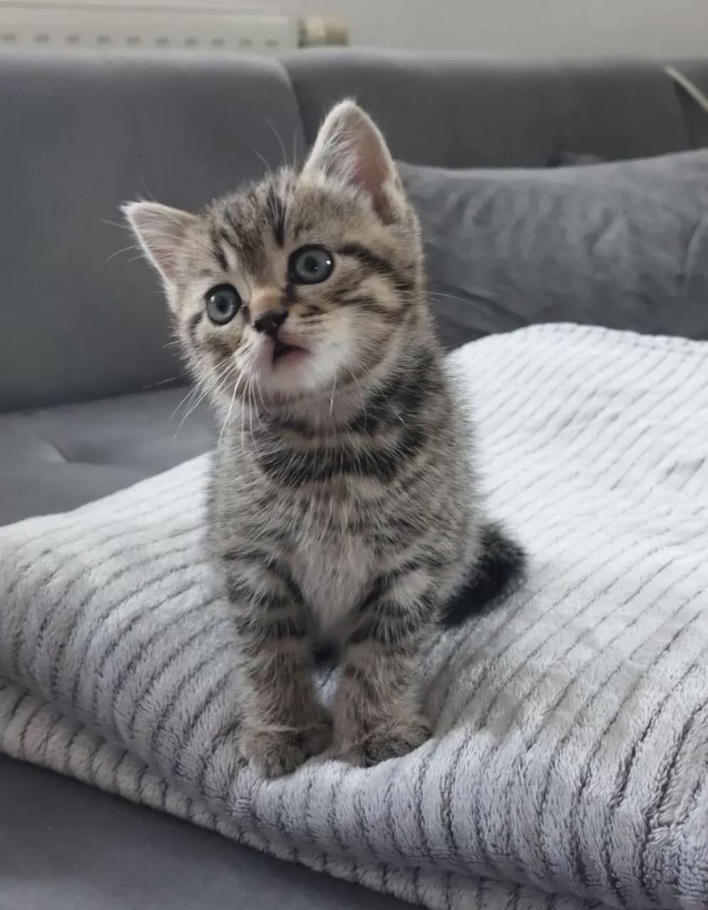 Britse korthaar en langhaar kittens