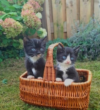 Kittens diverse rassen en kleur mogelikitten poes poesjes ophalen mogelijk