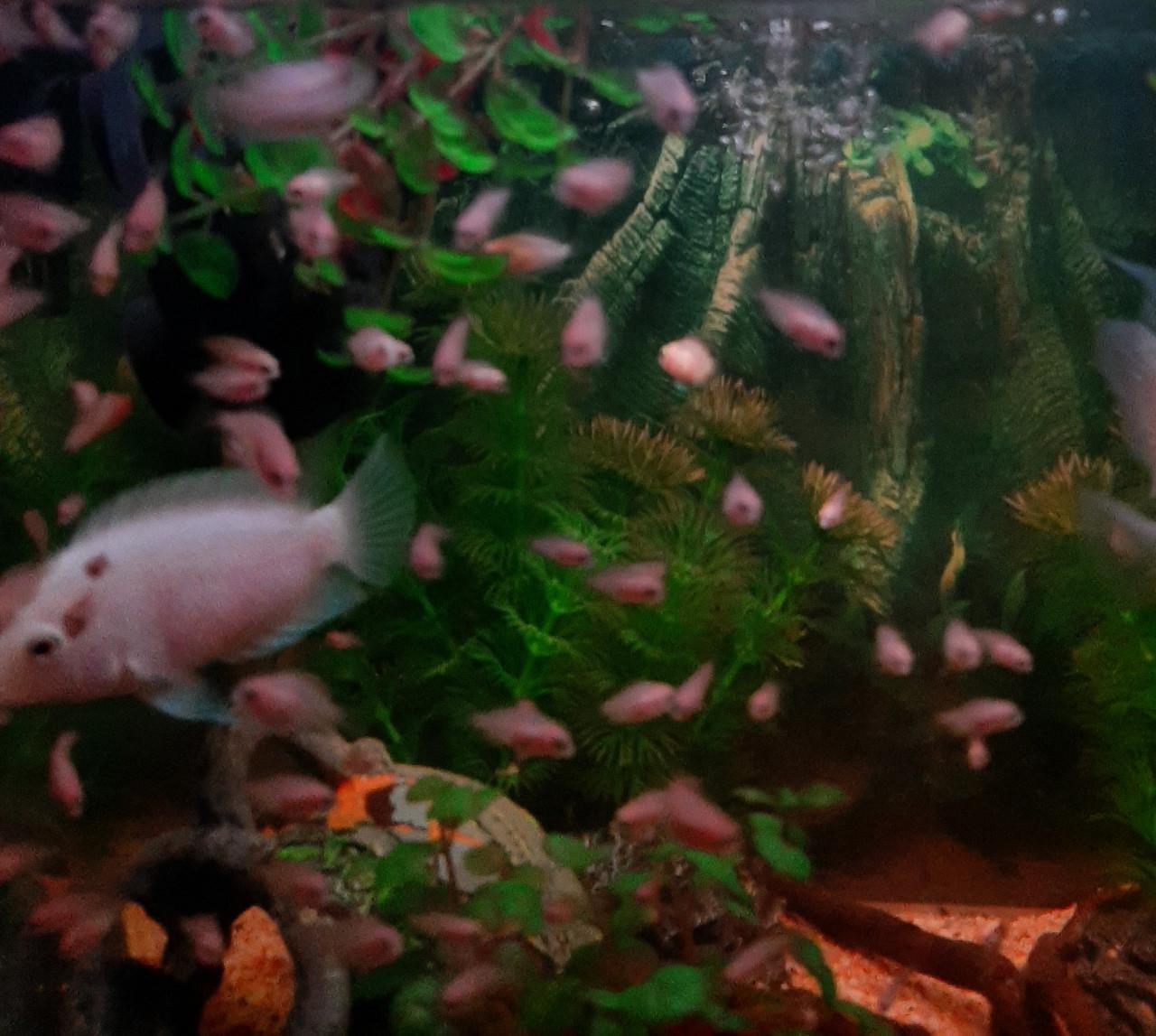 Zebracichlide albino