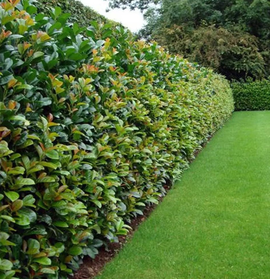 Forse Prunus Etna laurierstruiken