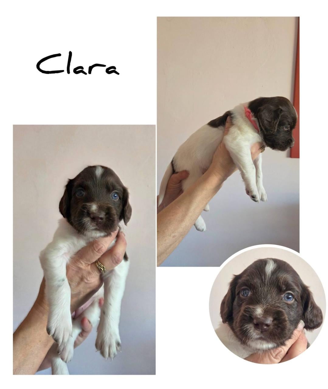 Heidewachtel teefjes