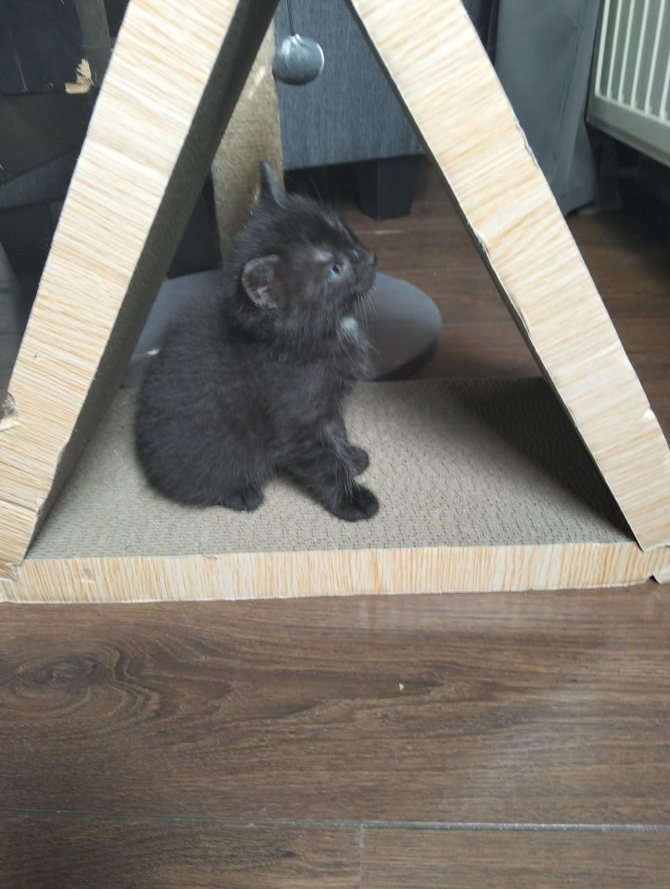 Kitten - mannetje
