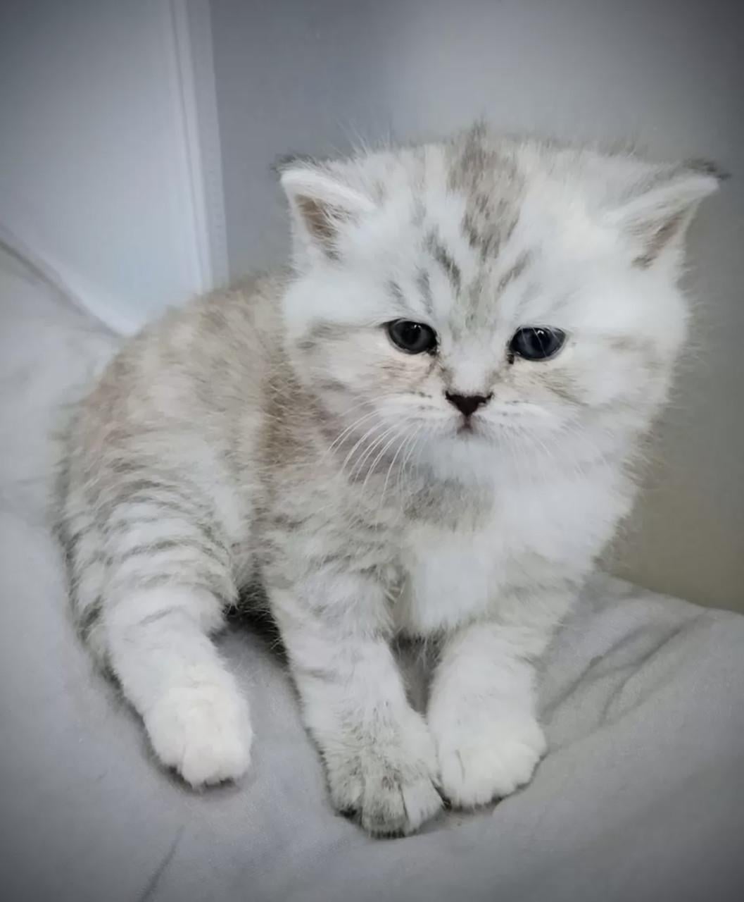 Britse kort haar kittens