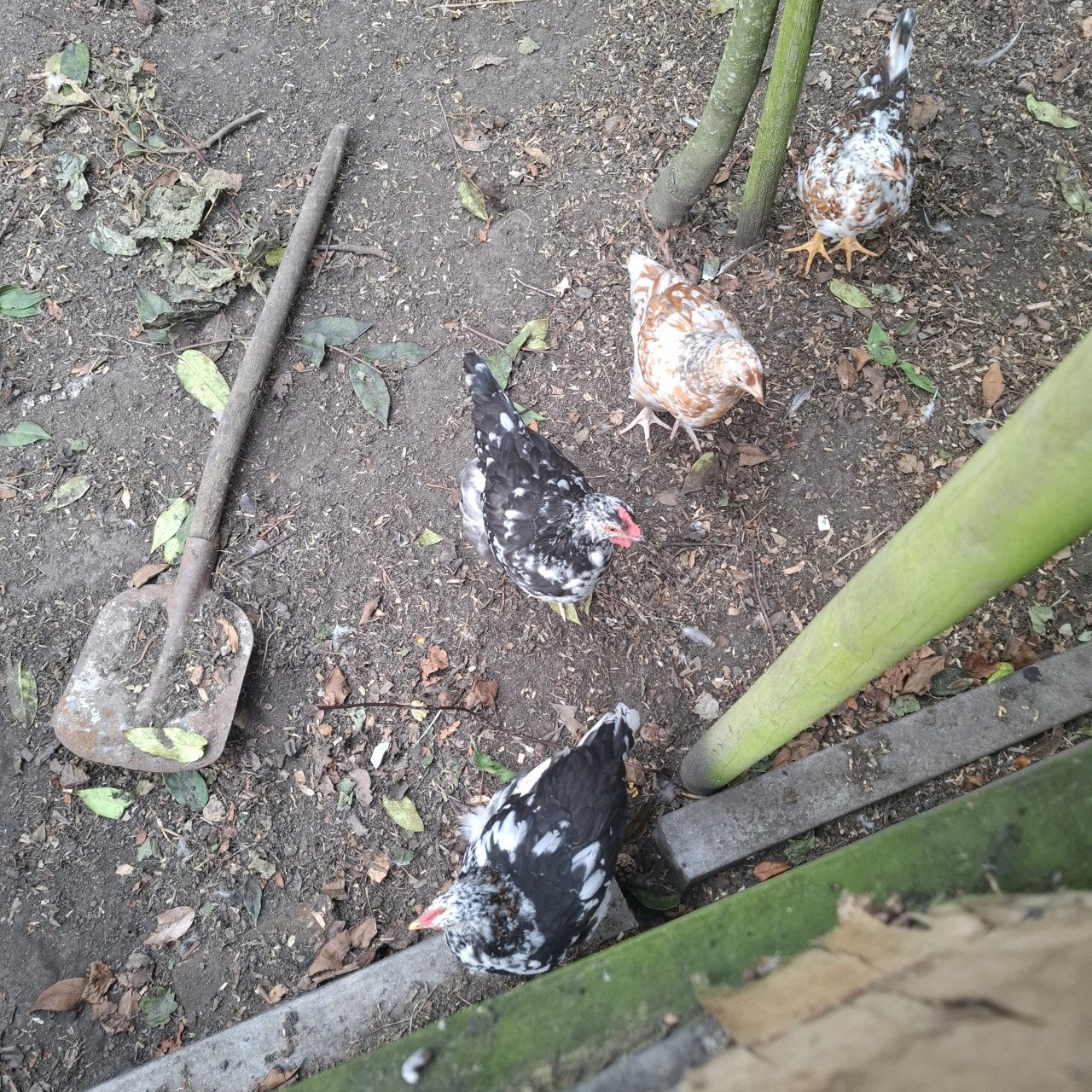 Zweedse bloemkip haan
