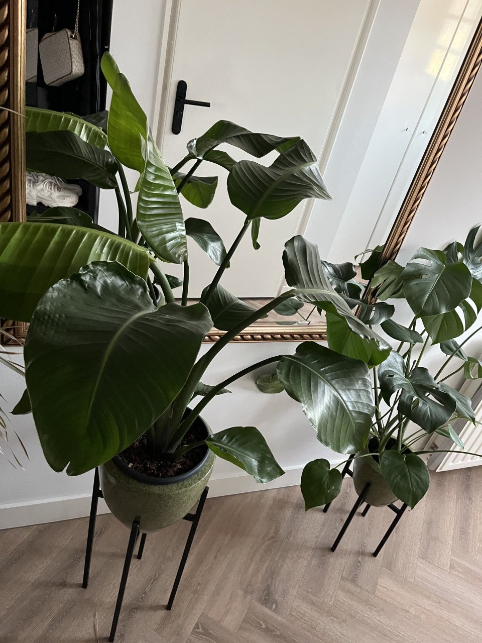 Kamerplant