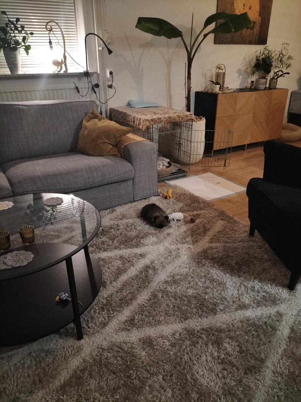 Mini pomeranian teefje (met 25% chihuahua)