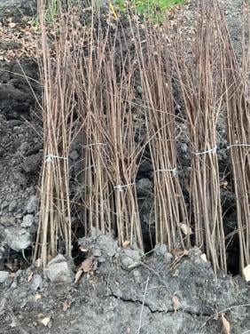 Natuurlijke beplanting/inheemse struiken