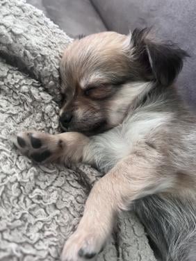 Chihuahua puppy