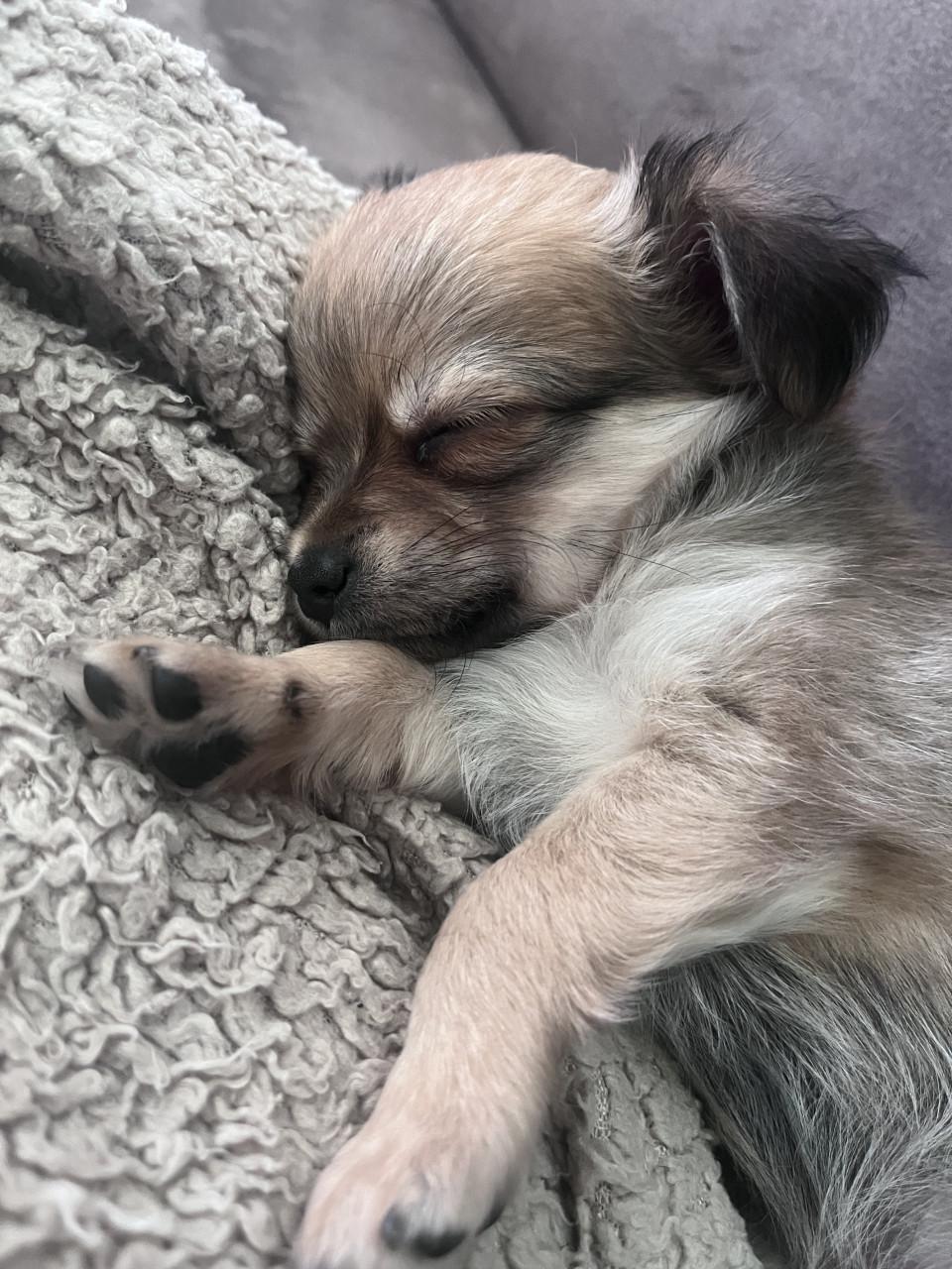 Chihuahua puppy