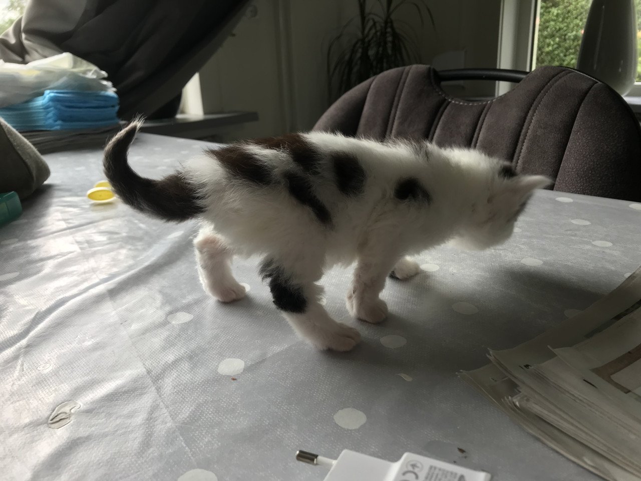Kitten (man)