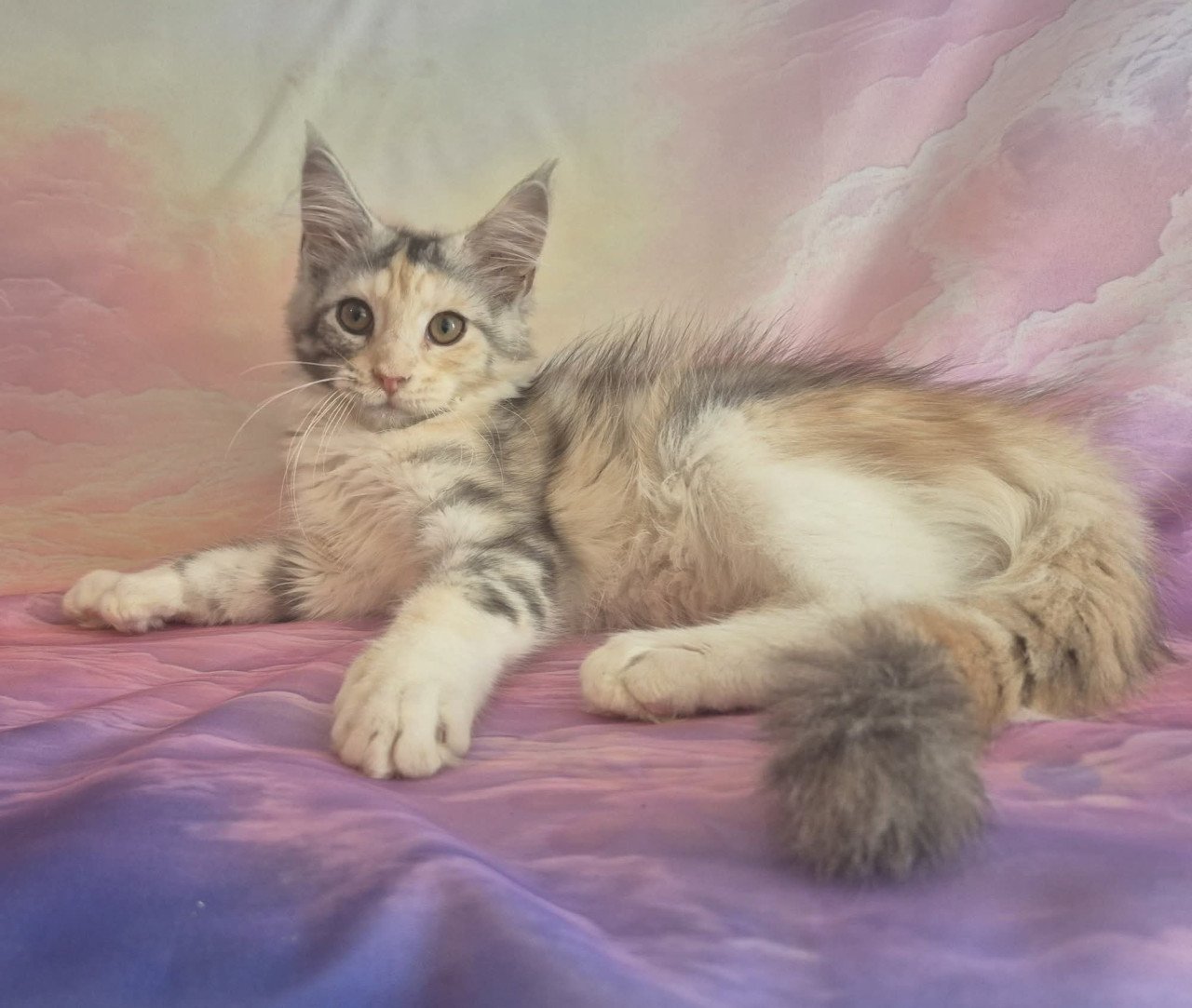 Maine coon poesje met stamboom polydactyl