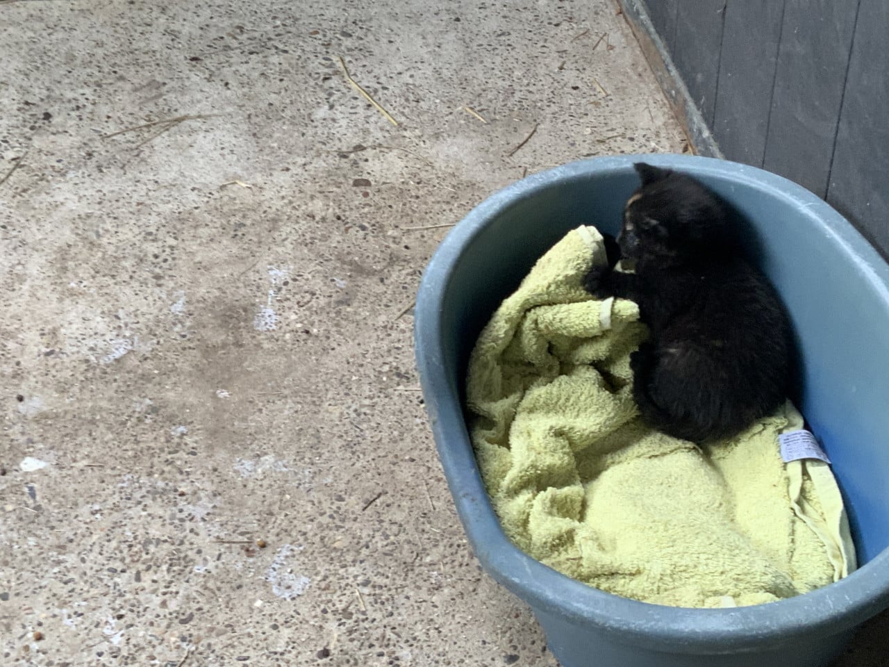 Kittens