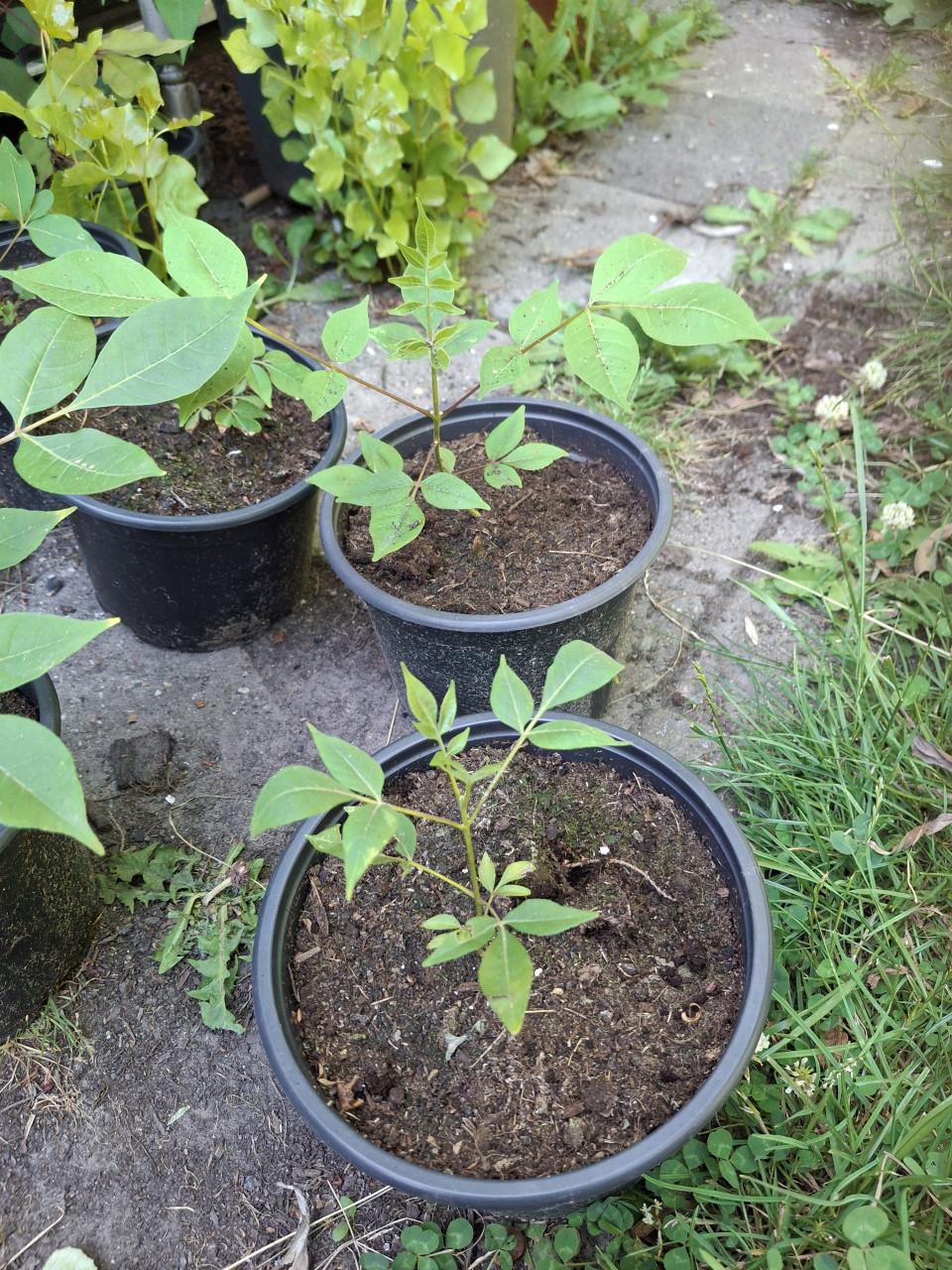Bijenboom