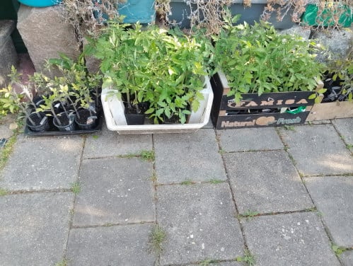 Tomatenplantjes