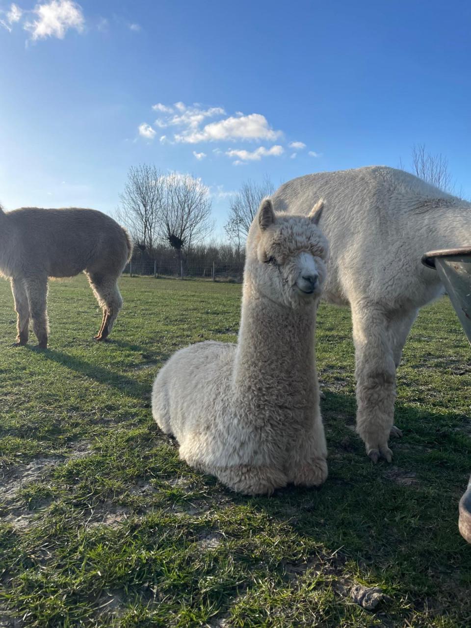 Mooie lieve alpaca ruin