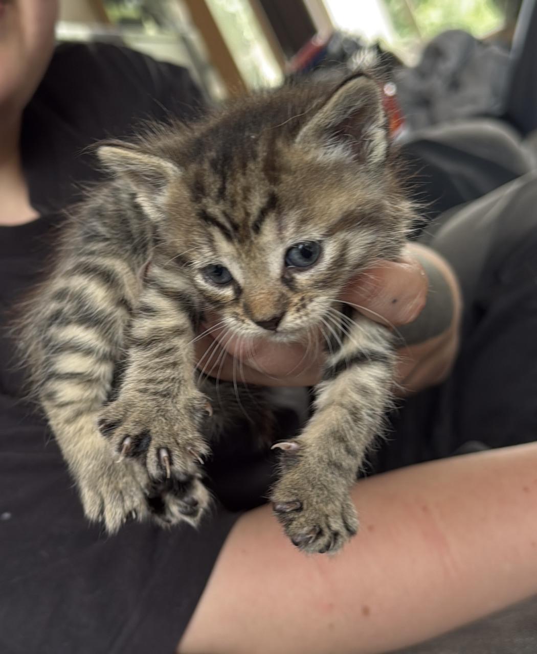 2 kittens te reserveren