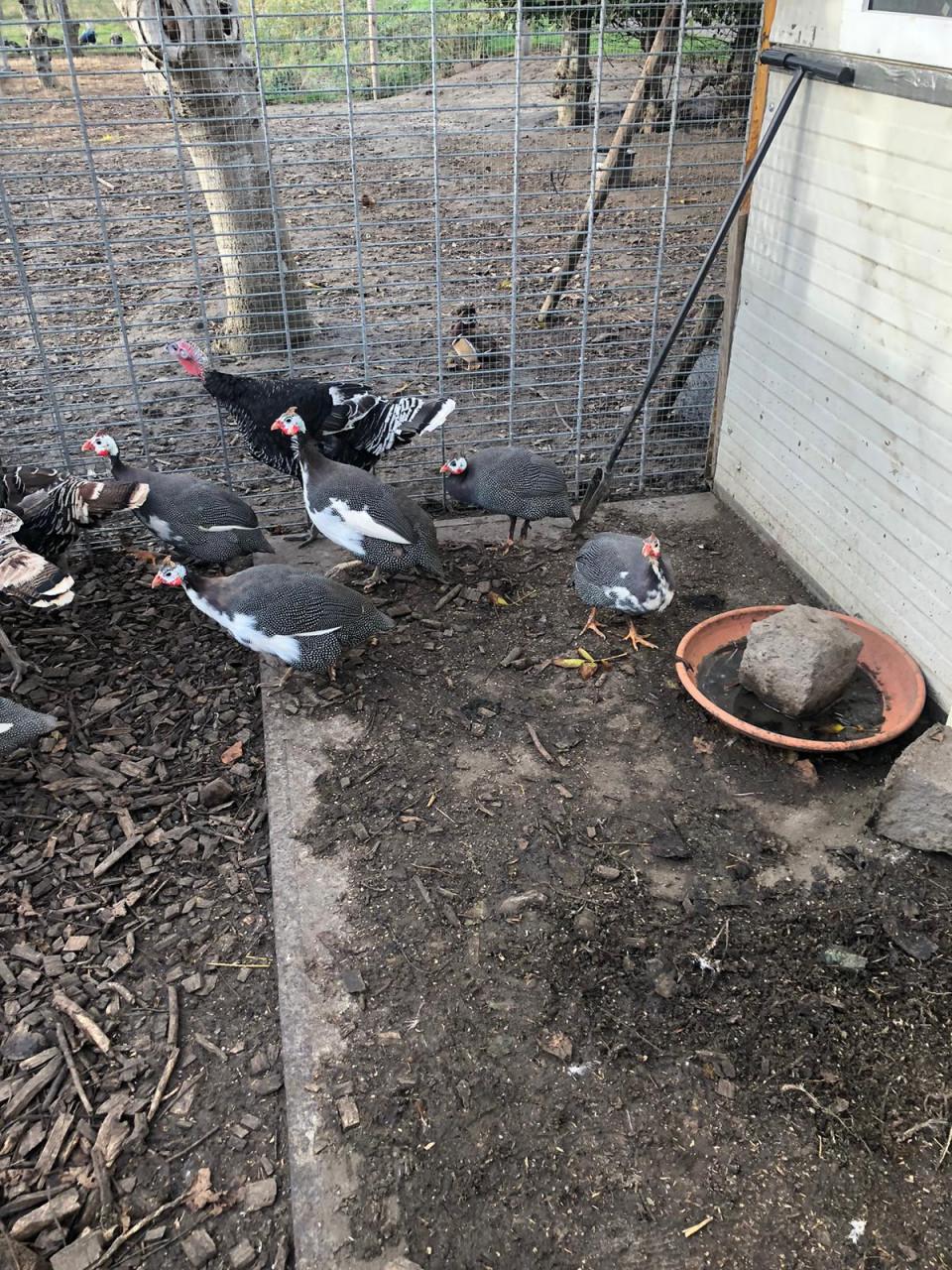 Kalkoenen en Parel hoenders