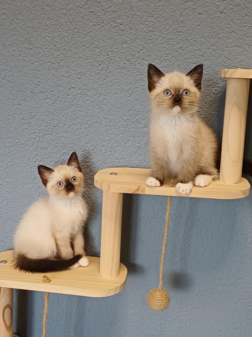 Prachtige Britse Korthaar x Ragdoll kittens beschikbaar.