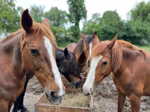 Fijne recreatie paarden te koop