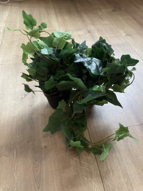 2 nieuwe nep klimop planten