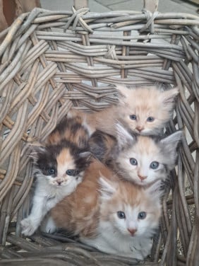 Te koop mooie Maine Coon kittens