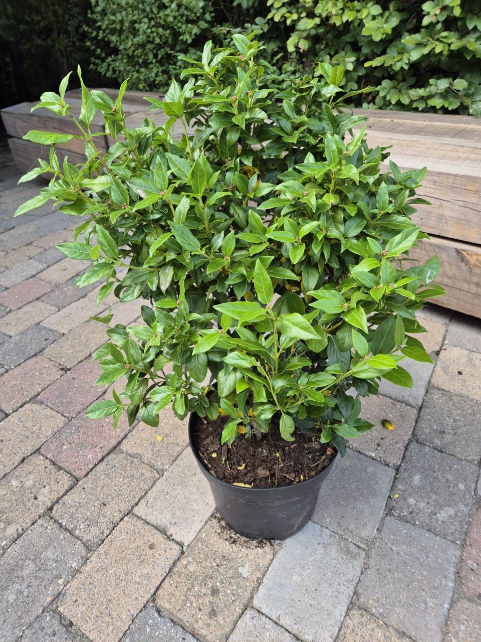 Viburnum tinus struiken in diverse maten