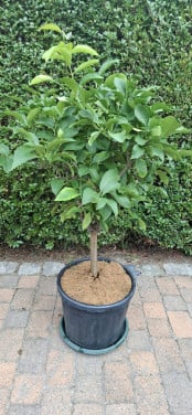 Citroenboom/ kuipplant