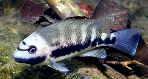 Tomocichla Underwoodi cichliden