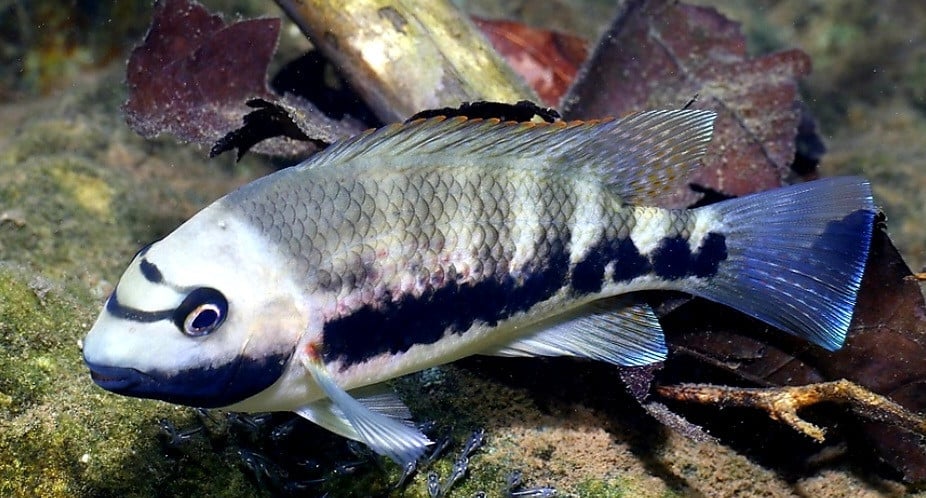 Tomocichla Underwoodi cichliden