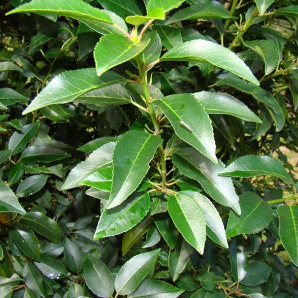 Te koop portugese laurier