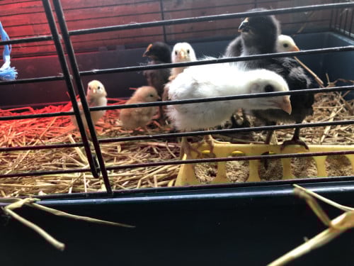 Knappe kuikens uit kleurleggers