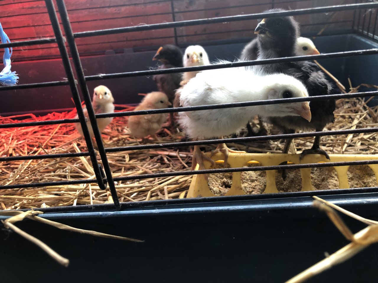 Knappe kuikens uit kleurleggers