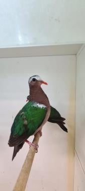 6-6 groenvleugel duif