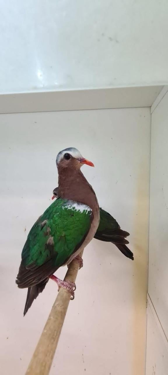 6-6 groenvleugel duif