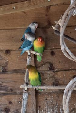 4 stuks agapornis ( fischeri). het liefst gezamenlijk weg.