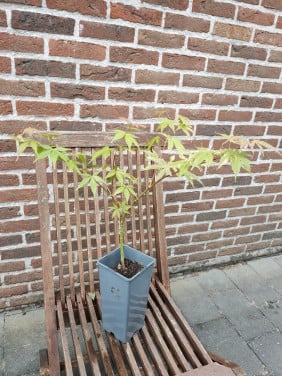 Japanse esdoorn, Acer palmatum boompjes