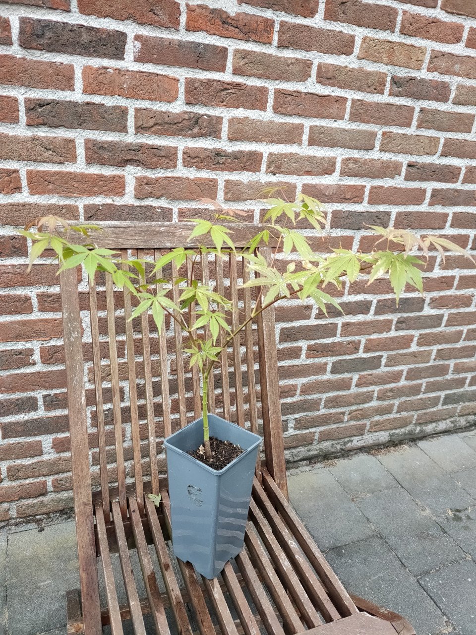 Japanse esdoorn, Acer palmatum boompjes