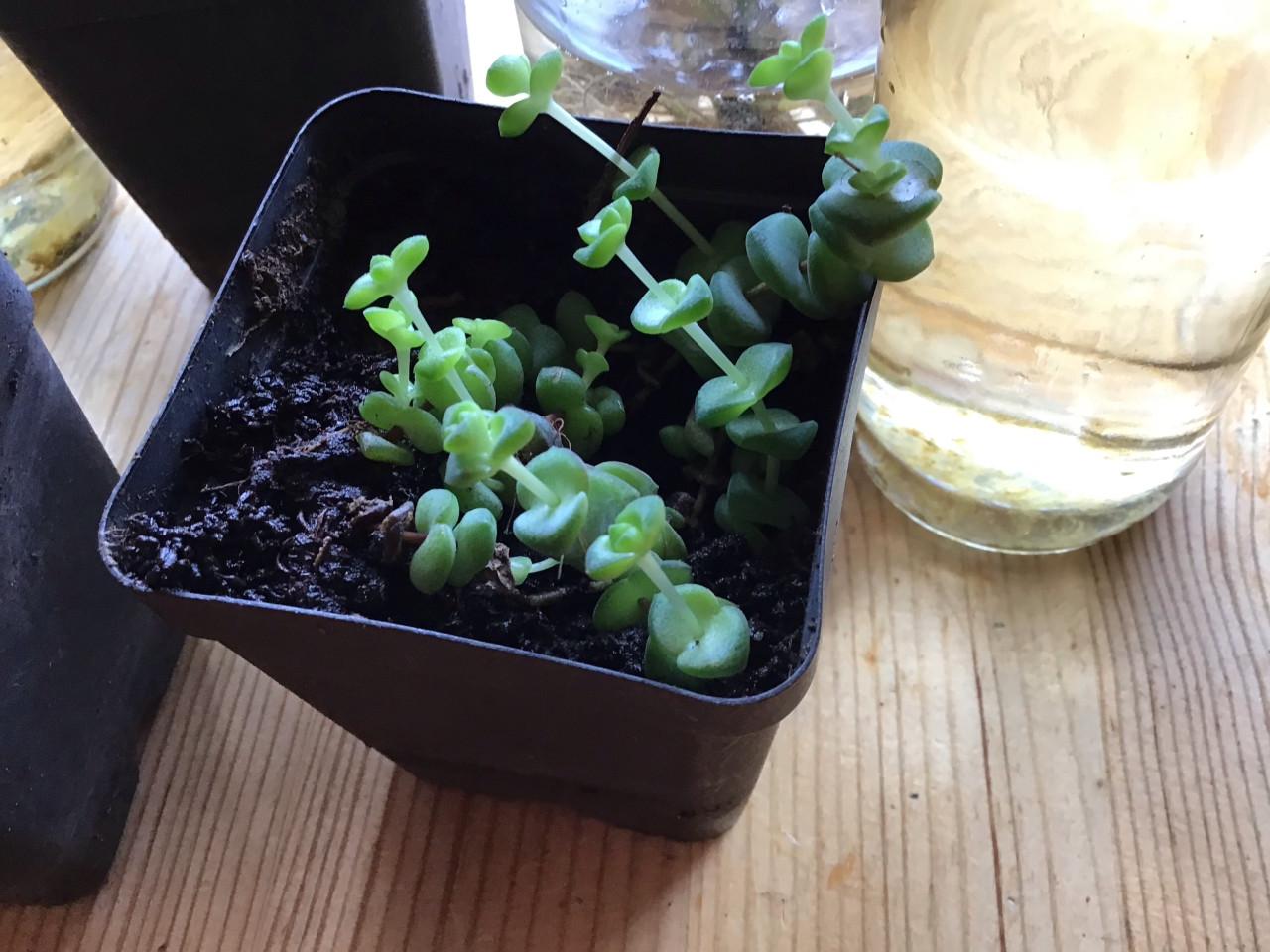 Kamerplanten stekjes