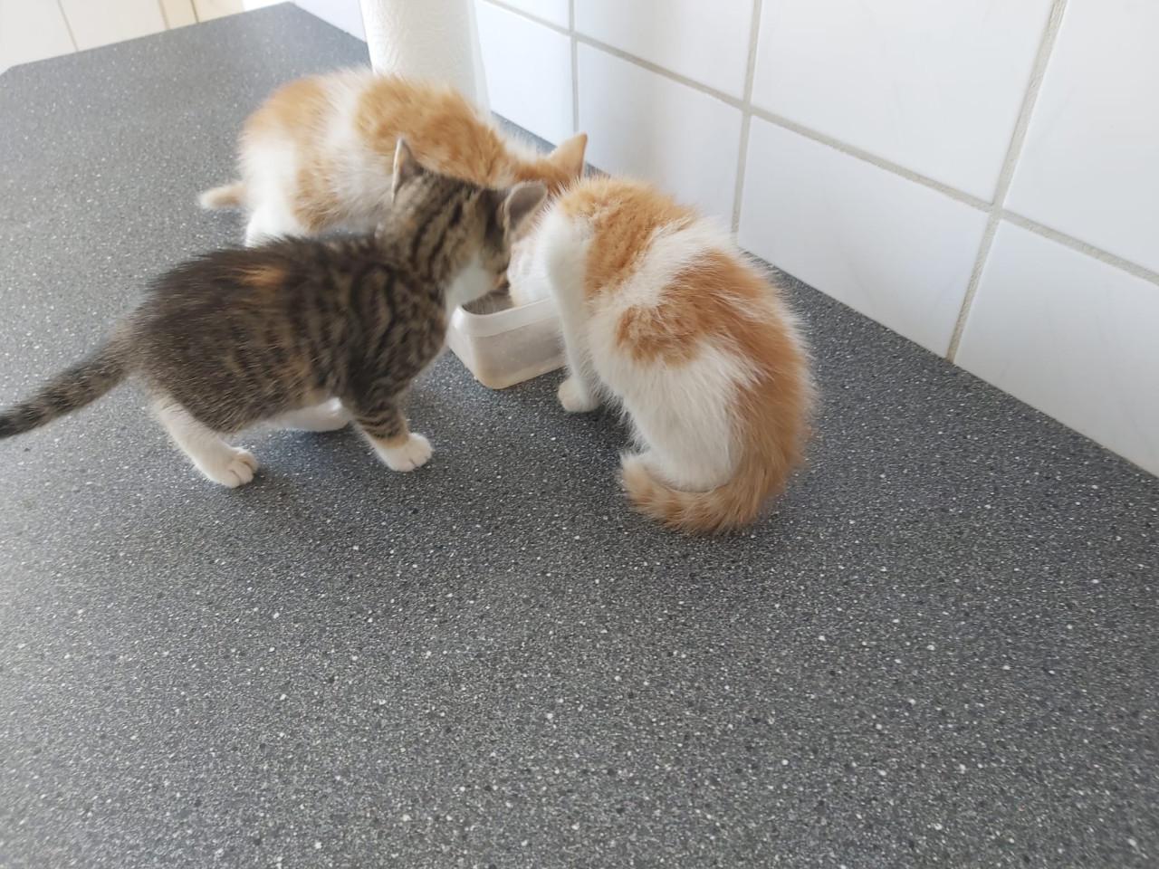 Schattige kittens