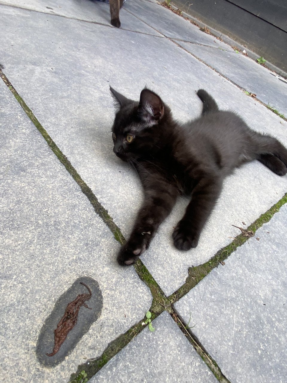 Kittens Bengaal- blauwe Rus