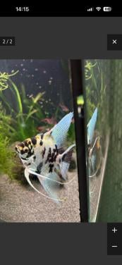 Maanvis