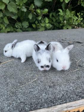 Baby konijnen te koop