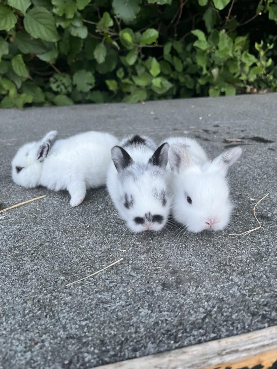Baby konijnen te koop